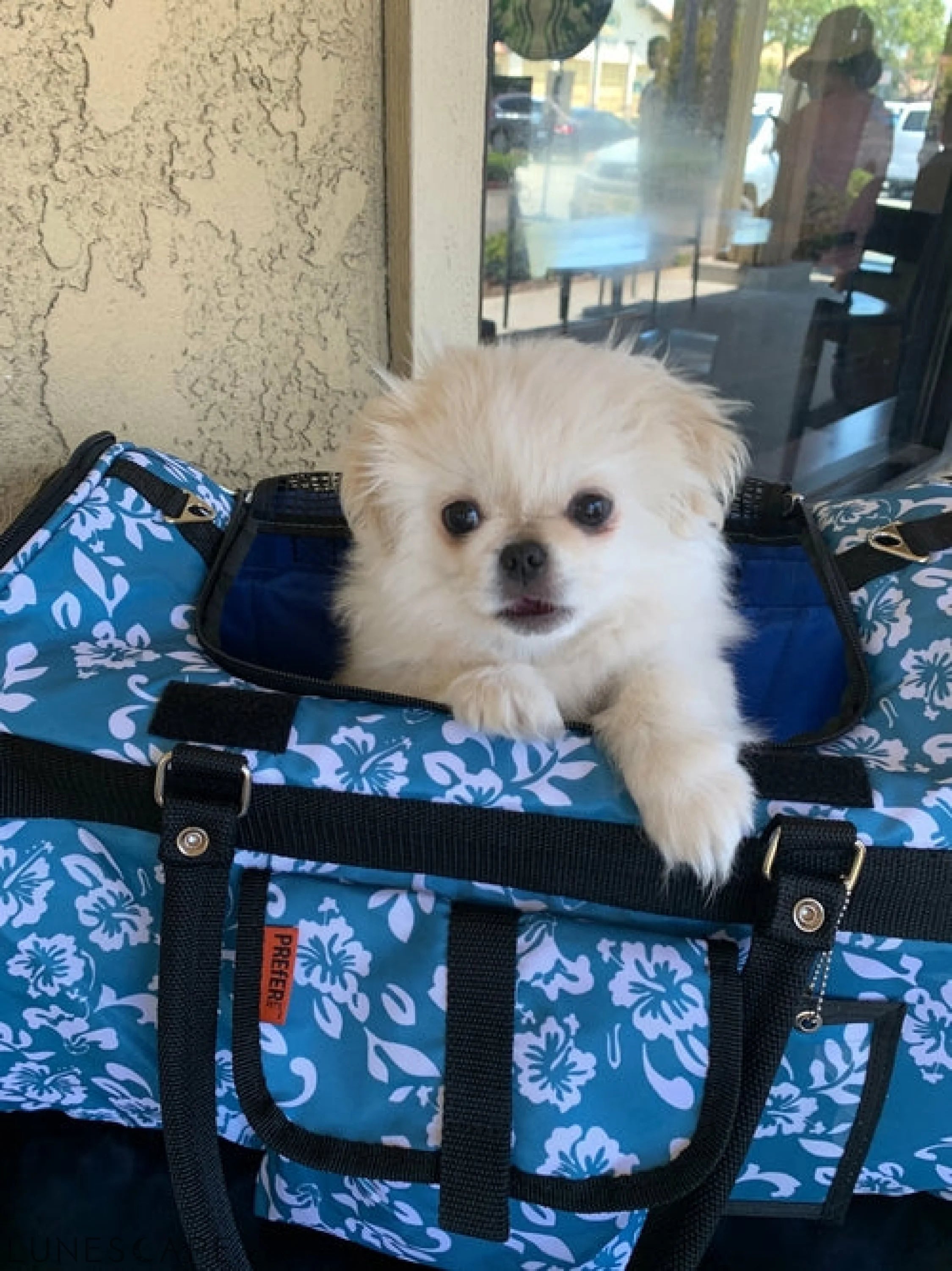 312 Hideaway™ Duffel - Pet Carrier LUNESCAPE