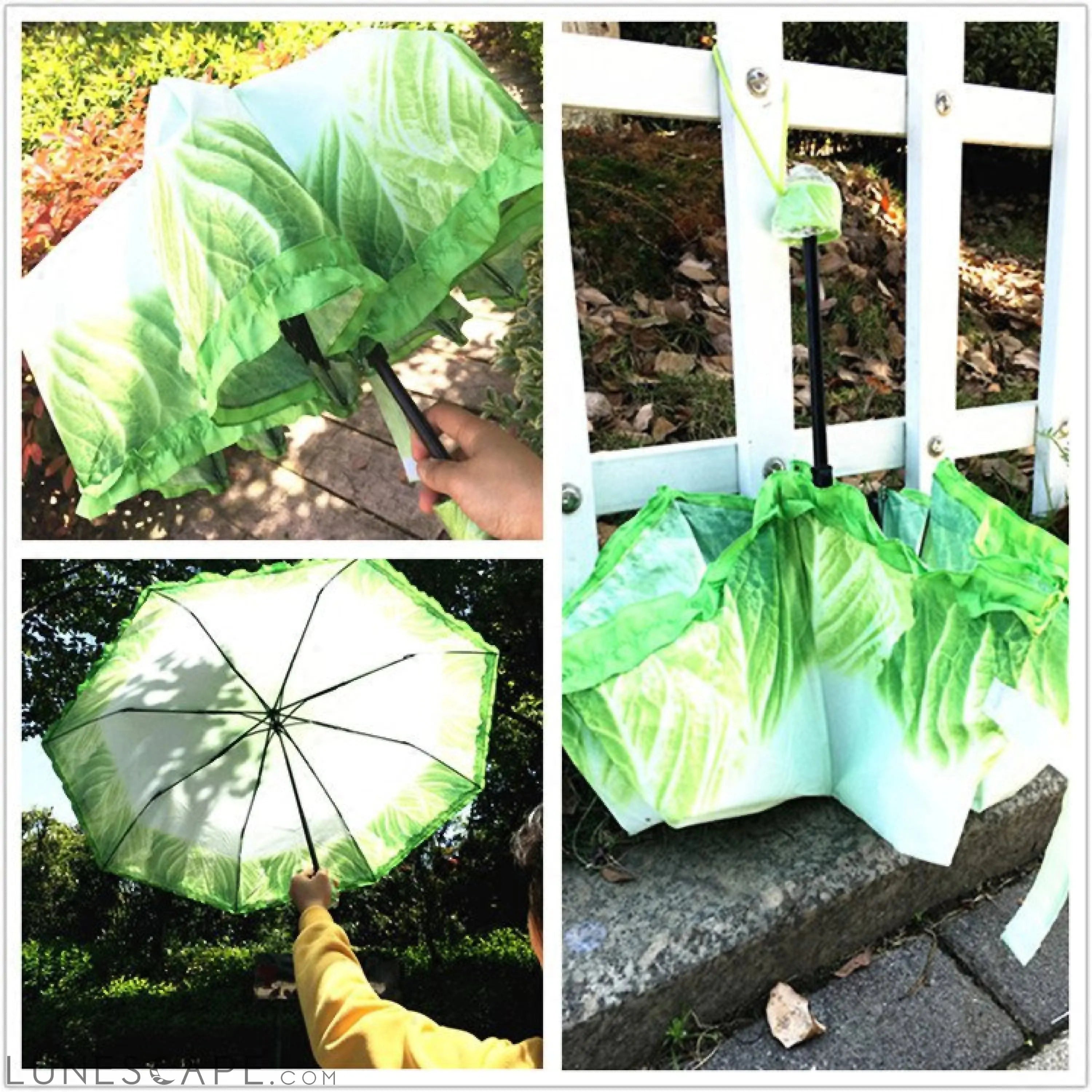 Cabbage Umbrella LUNESCAPE