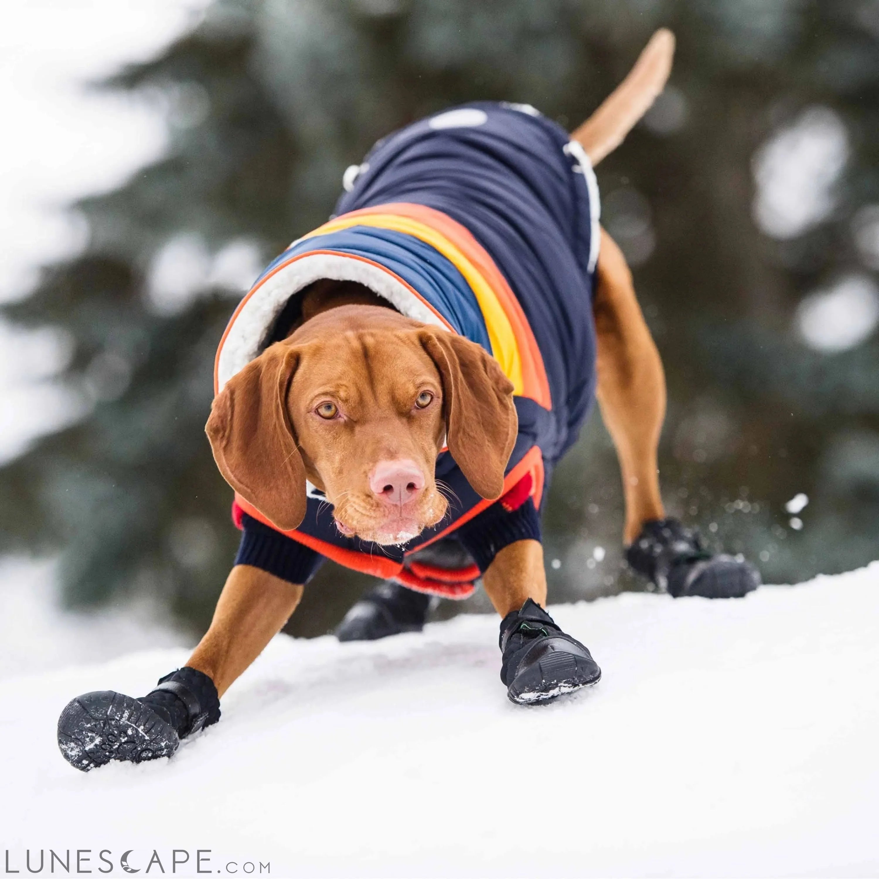 Elasto-Fit Dog Boots - Black LUNESCAPE