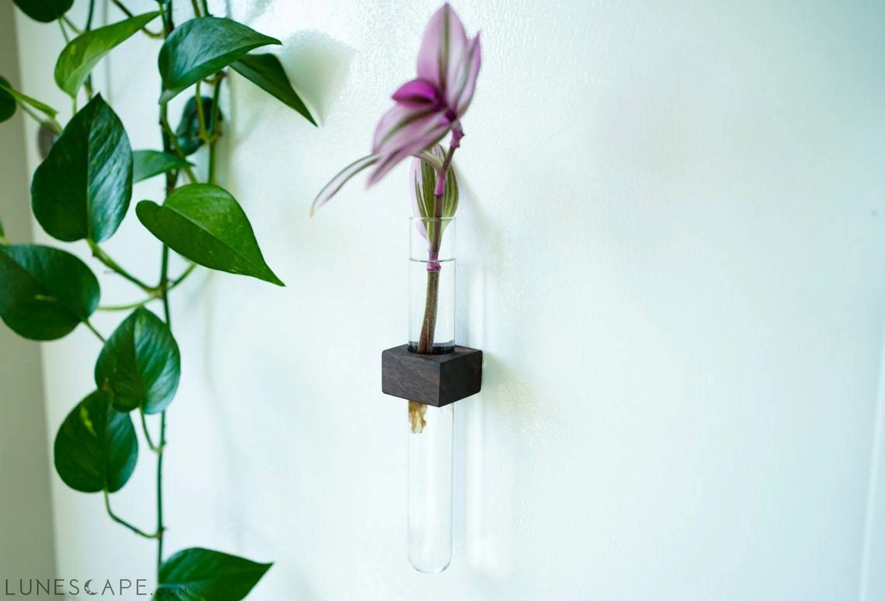 Magnetic Flower & Propagation Vase LUNESCAPE