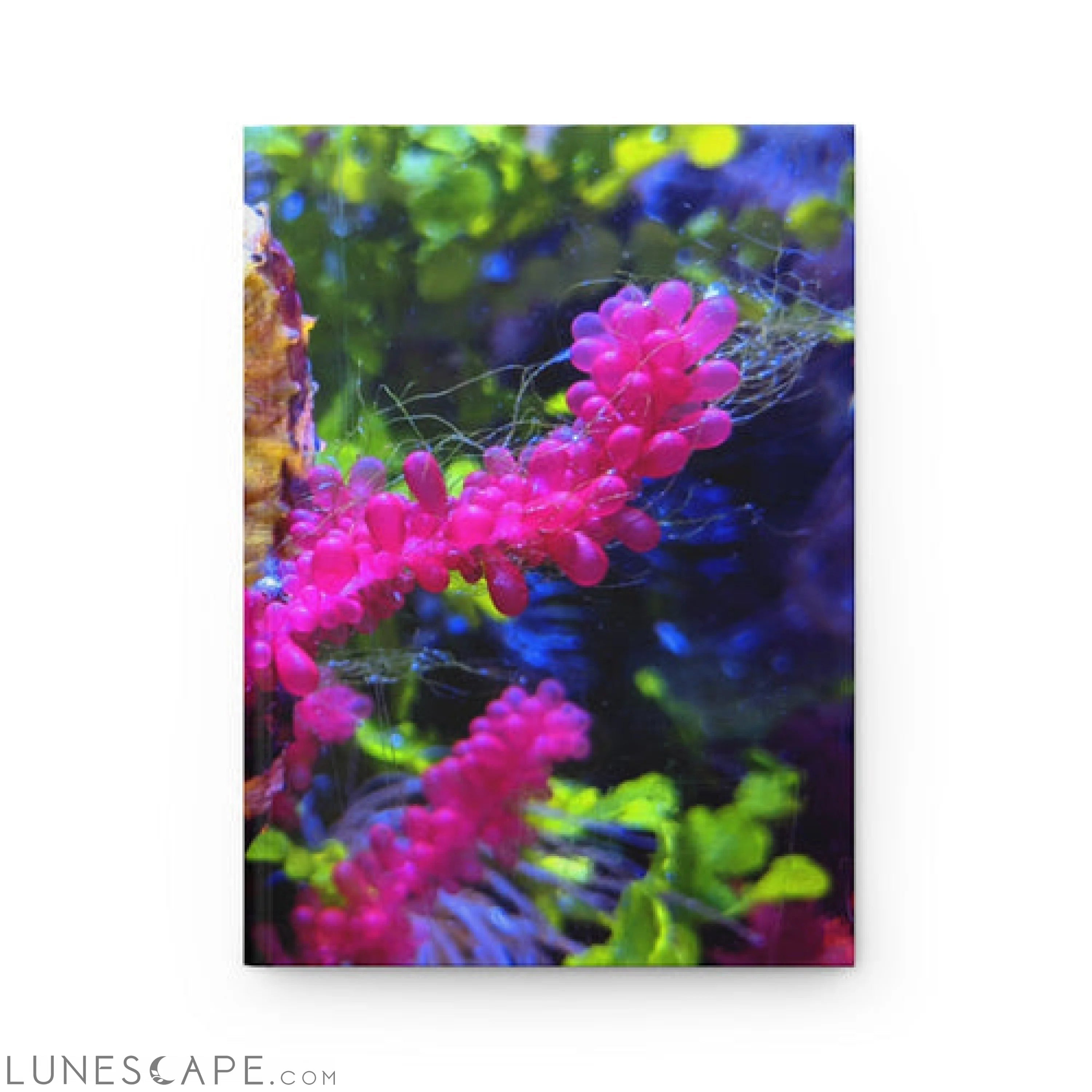 Seahorse Hardcover Journal Matte LUNESCAPE