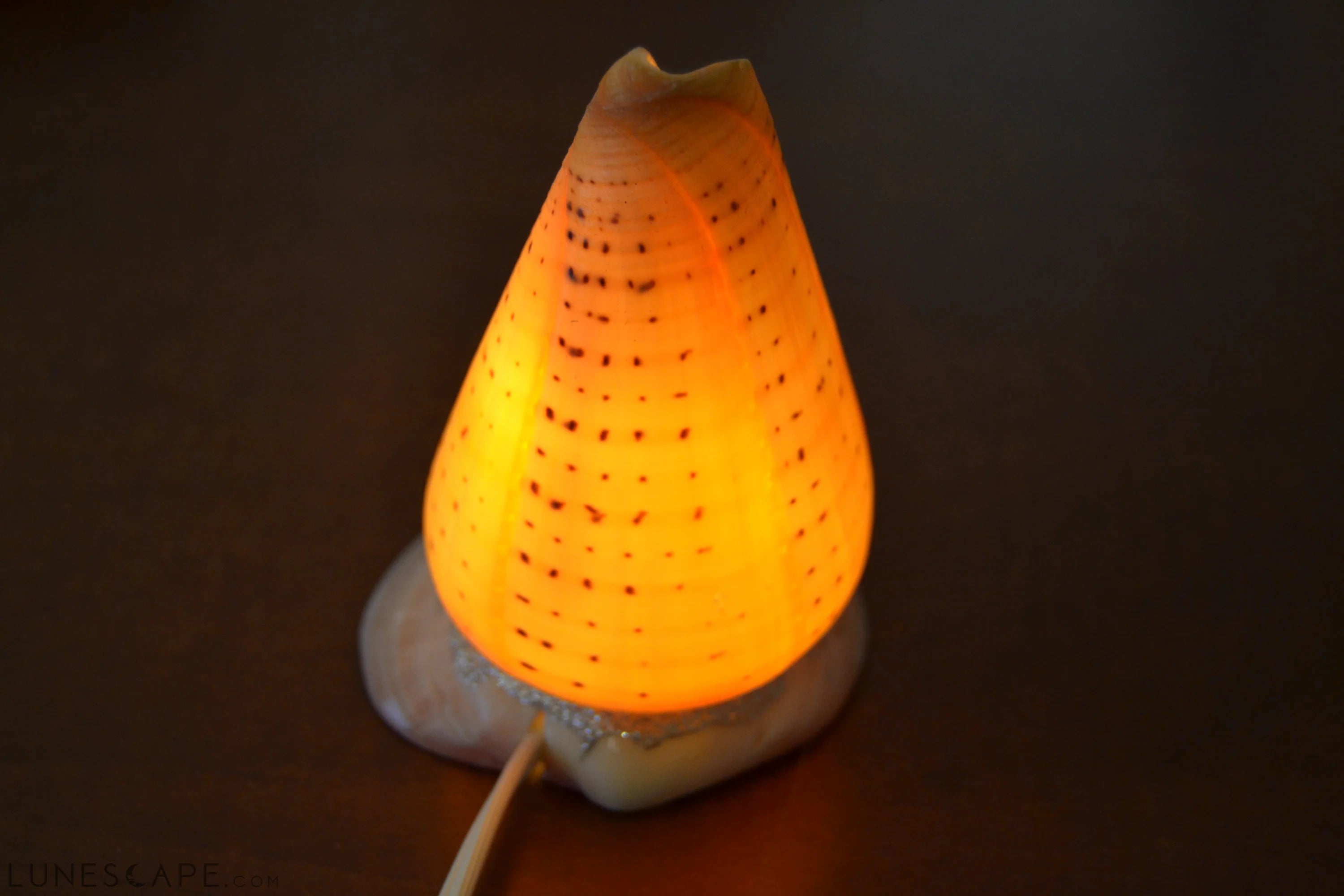 Spotted Orange Cone Sea Shell Table Lamp LUNESCAPE