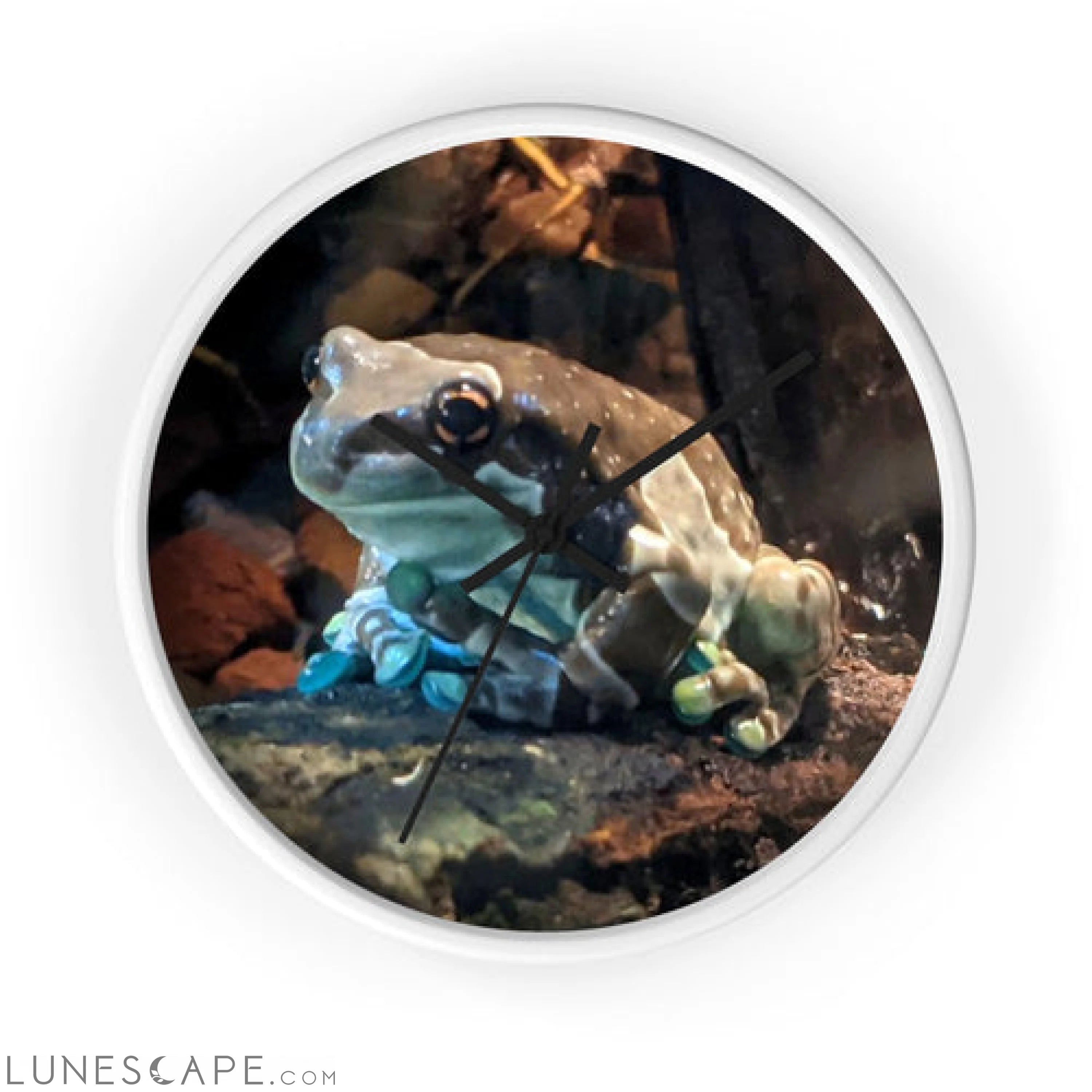 Toad Wall clock LUNESCAPE