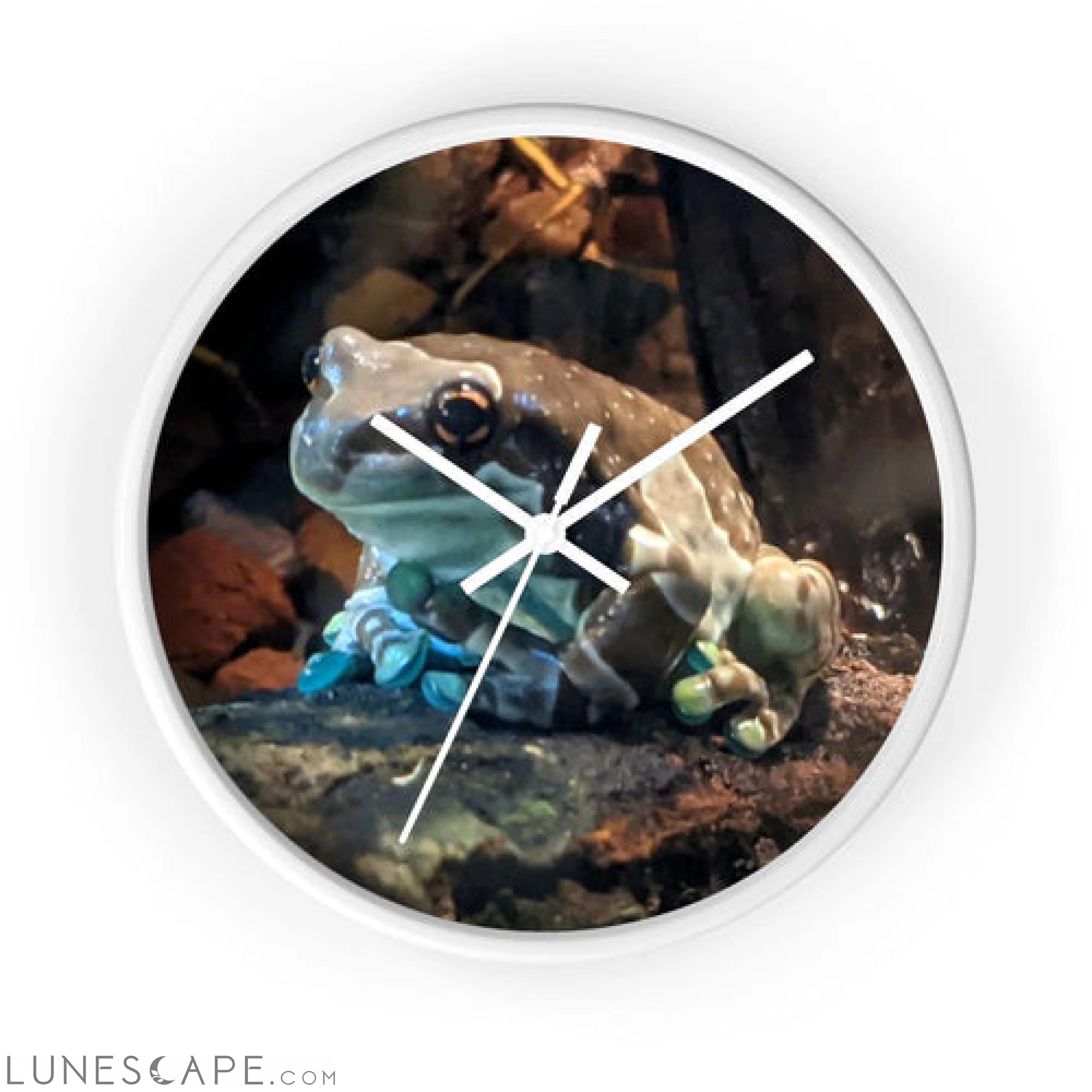Toad Wall clock LUNESCAPE
