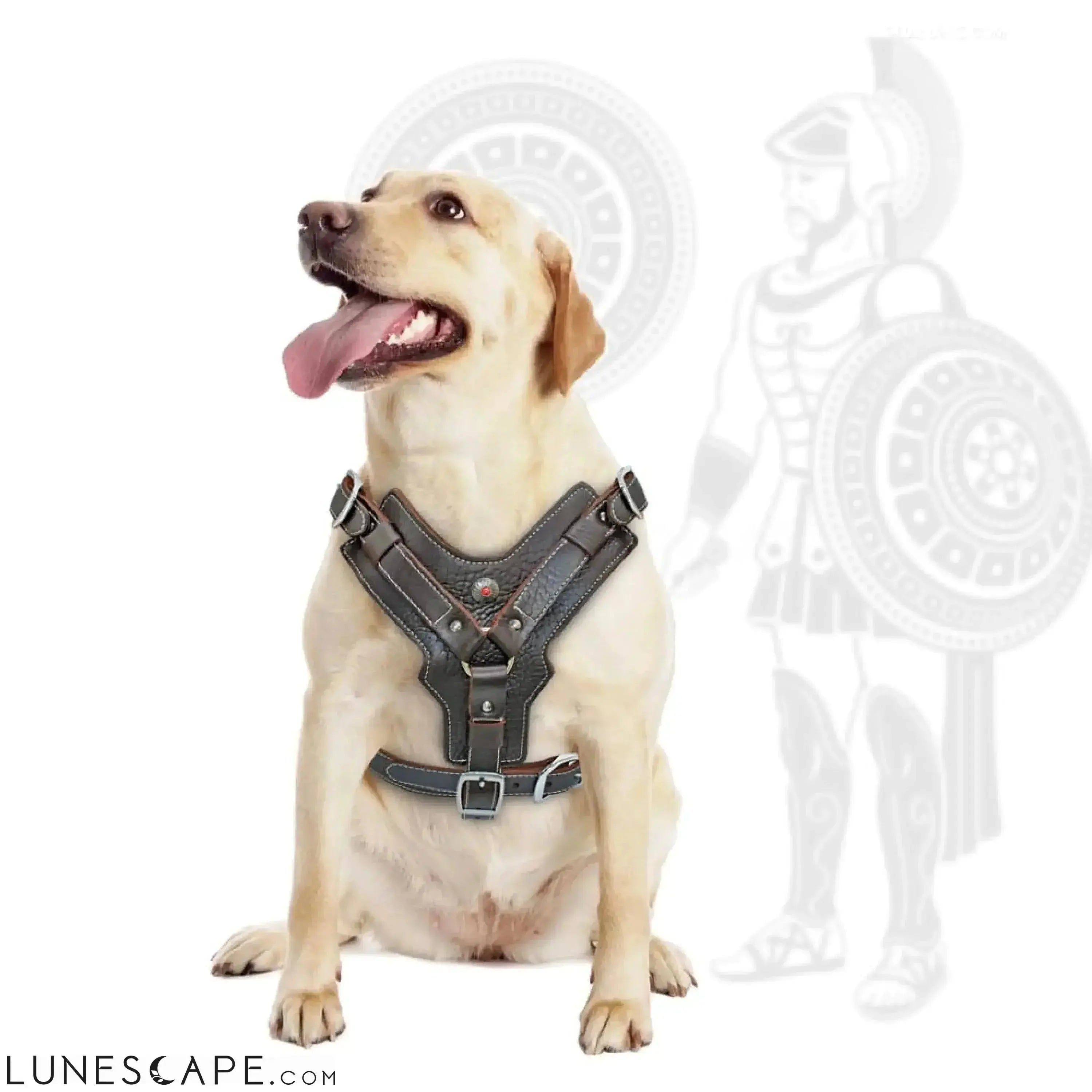 Heavy Duty Leather Large Breed Dog Harness LUNESCAPE