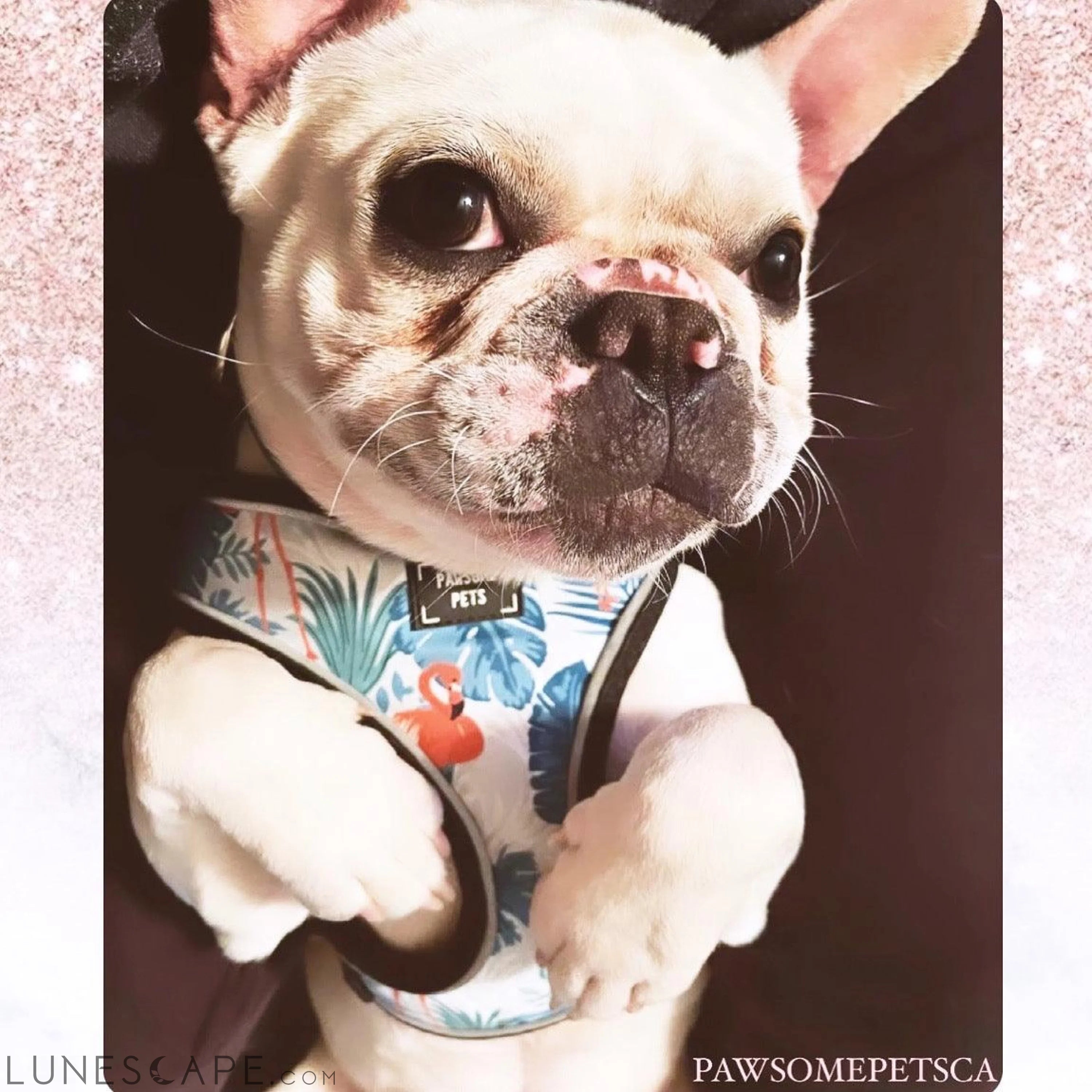 Adjustable Dog Harness - Blumond Flamingo LUNESCAPE