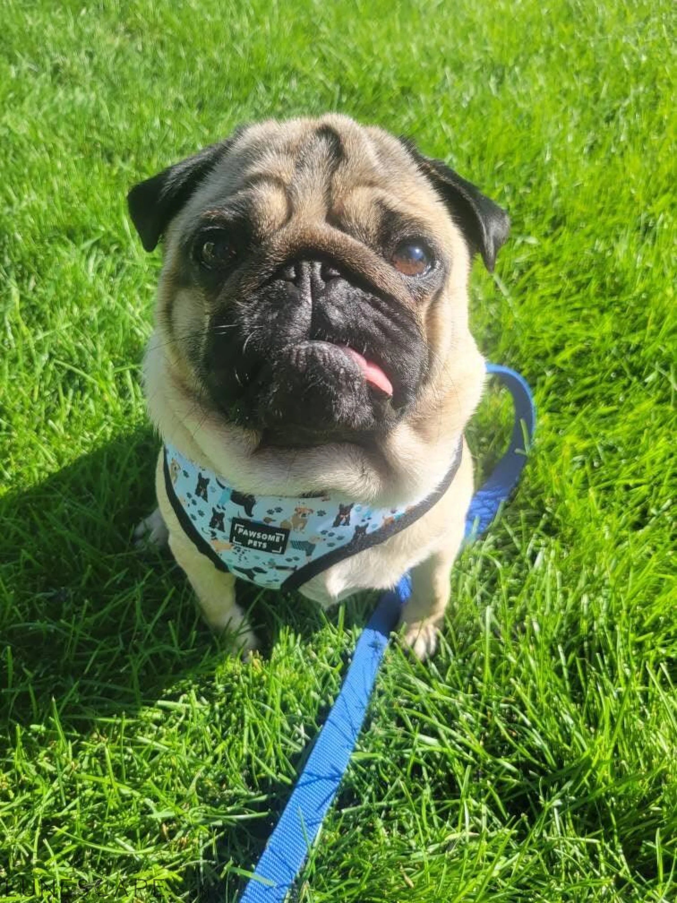 Adjustable Dog Harness - Dapper Doggy LUNESCAPE