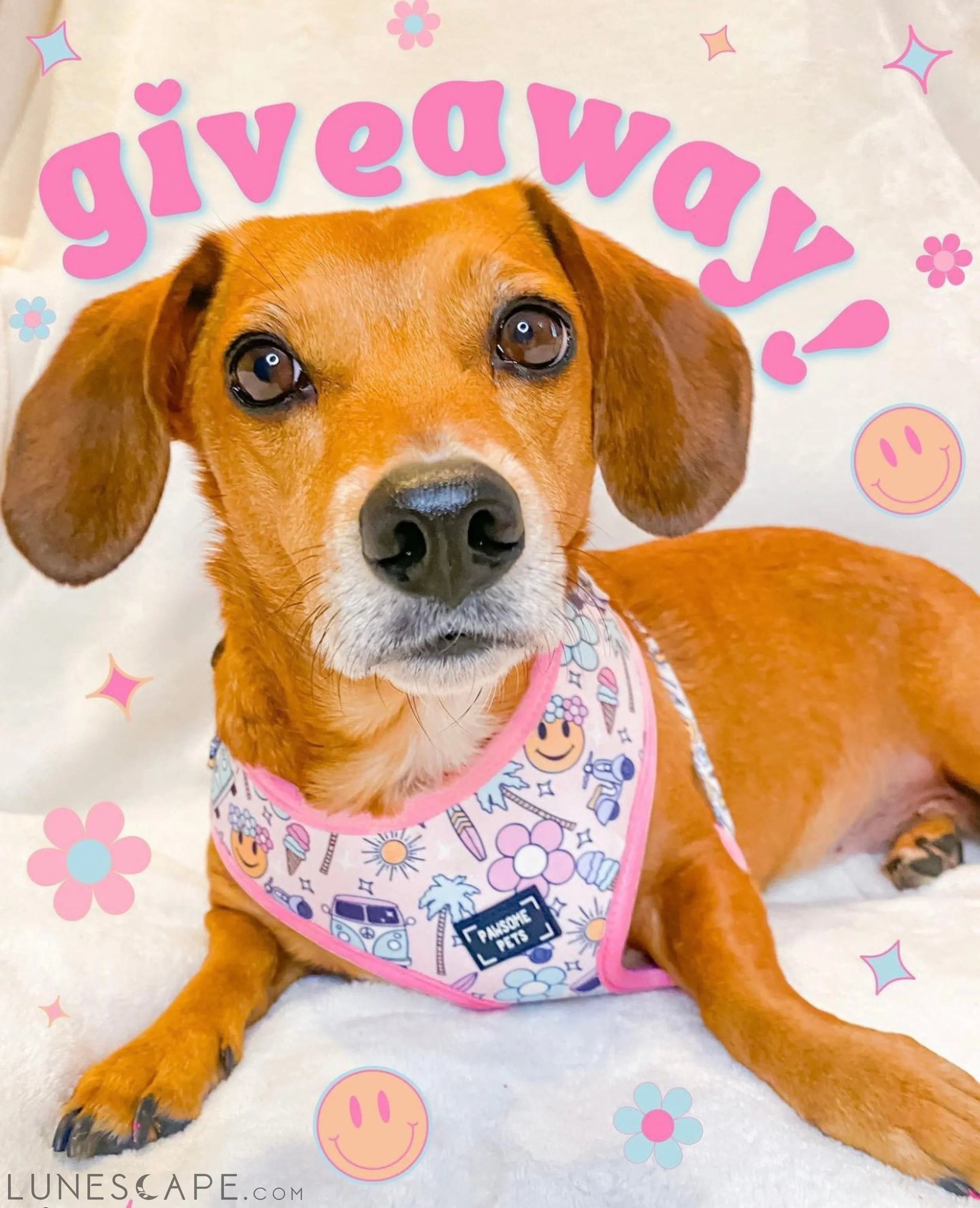 Adjustable Dog Harness - Smile Everyday LUNESCAPE