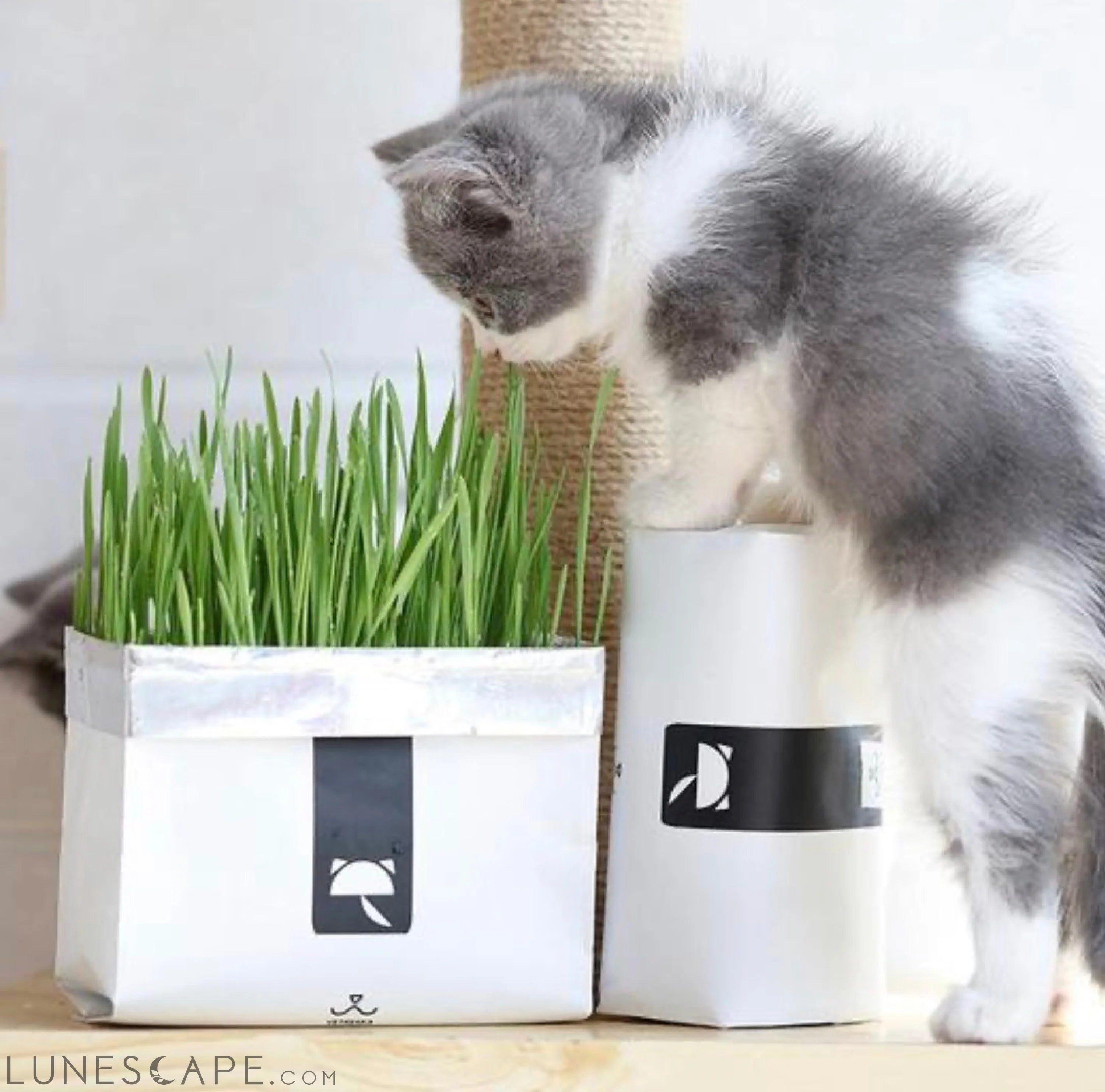 All-In-One Cat Grass Kit LUNESCAPE
