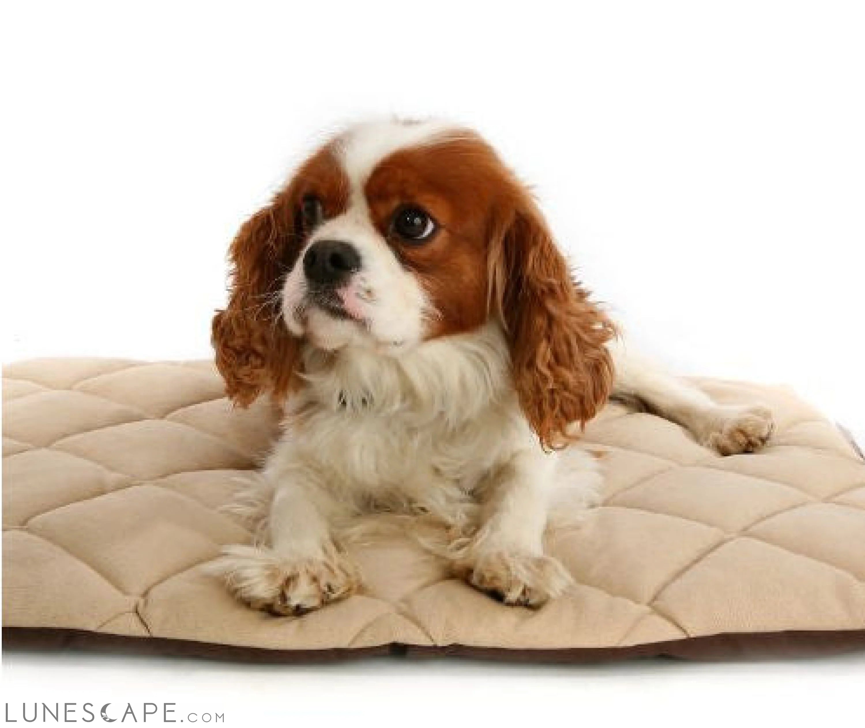 American Pet Diner Flectabed Q 37 in. x 28 in. - Cream LUNESCAPE