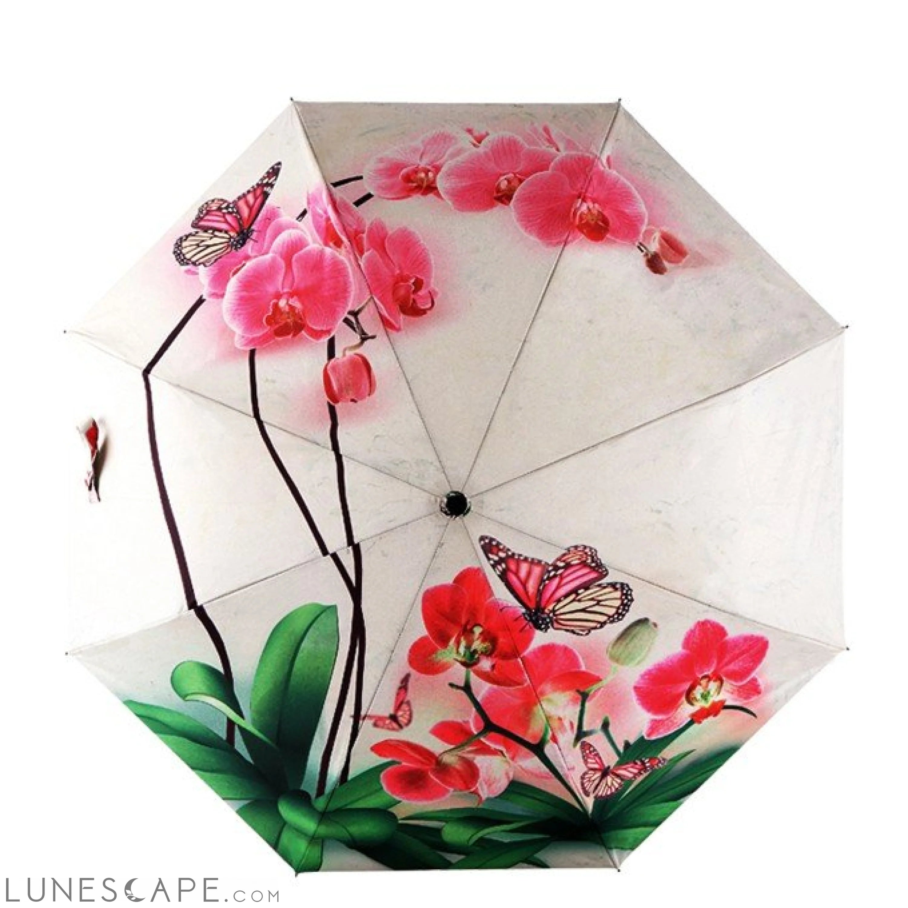 Phalaenopsis IllUstrations Sunny Umbrella LUNESCAPE
